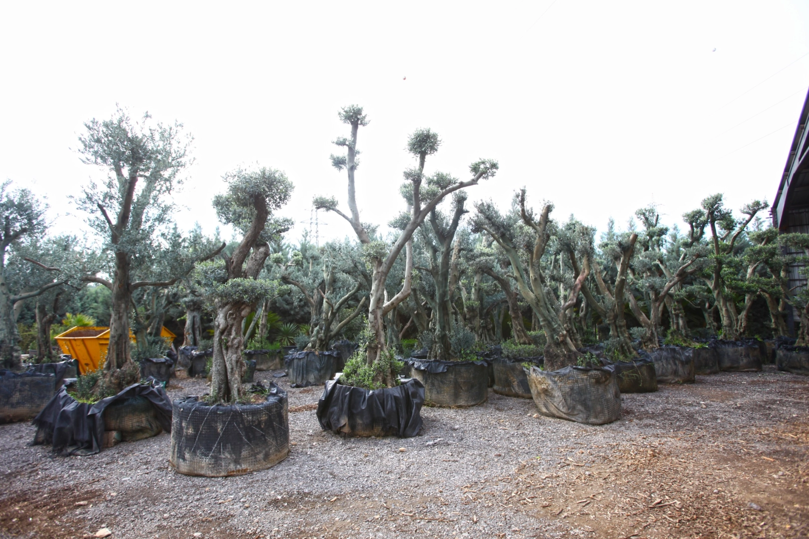 Tohumdan üretimle Karabağlar'da yeşil alanlar hayat buluyor