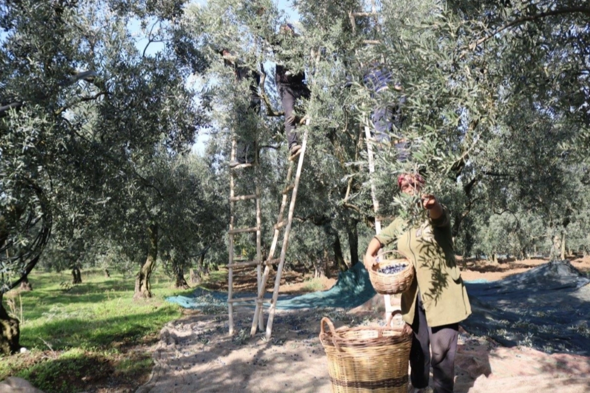 Marmarabirlik'ten üretici ortağa bayram öncesi müjde... Zeytinde fiyat farkları 30 Mayıs’ta ödenecek