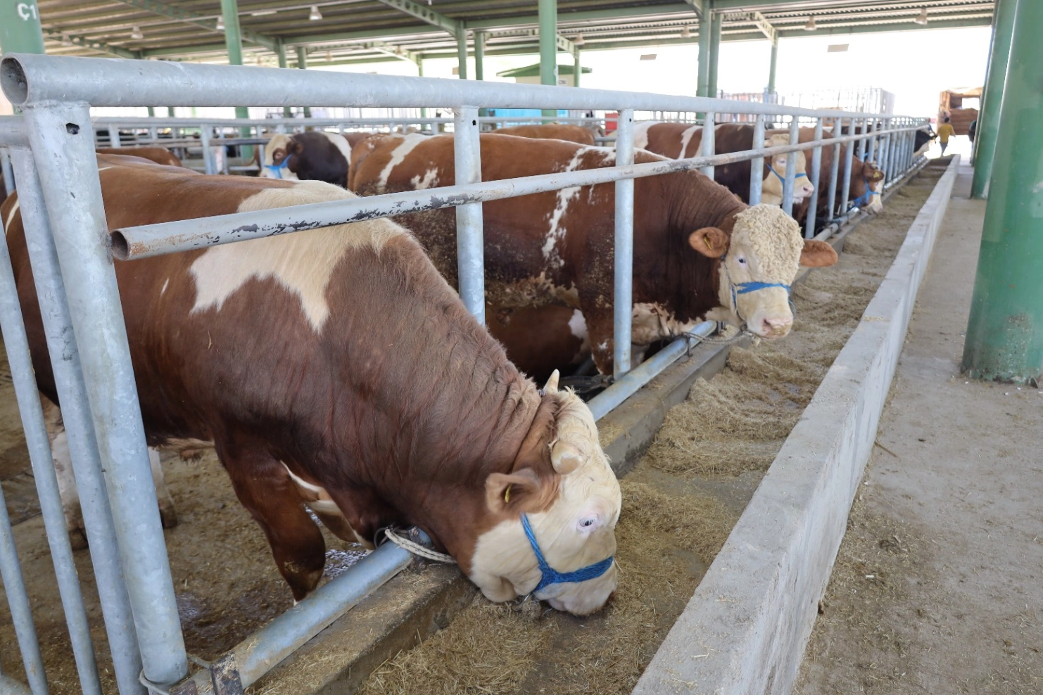 İzmit'teki hayvan pazarı bu yıl da ilgi gördü