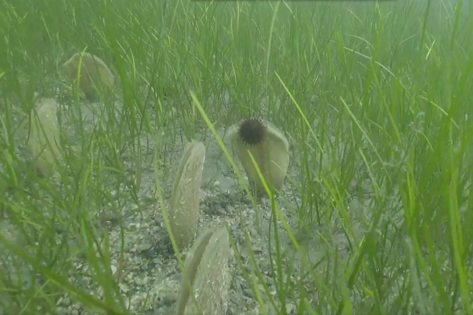 Müsilaj azaldı ama tehdit sürüyor!