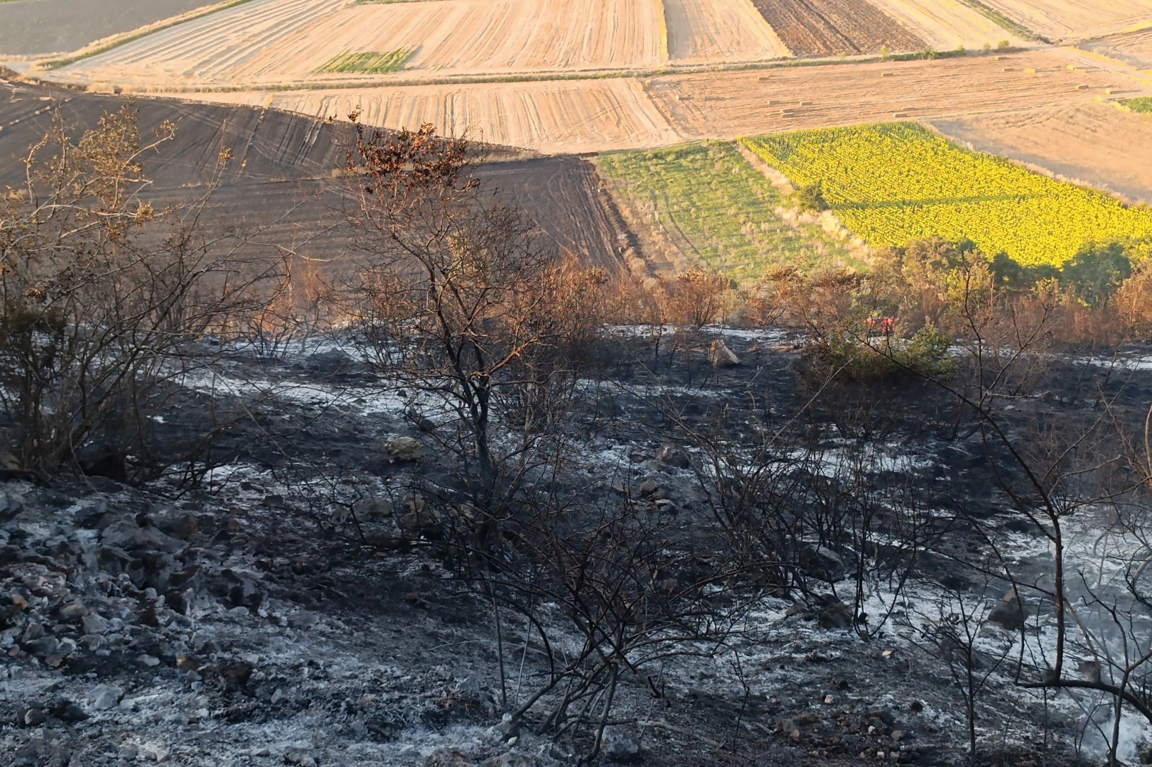 Bursa Karacabey’de orman yangını: 500 dönüm zarar gördü