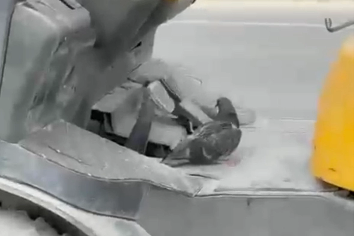 Düzce'de forkliftte seyahat eden kuş gülümsetti