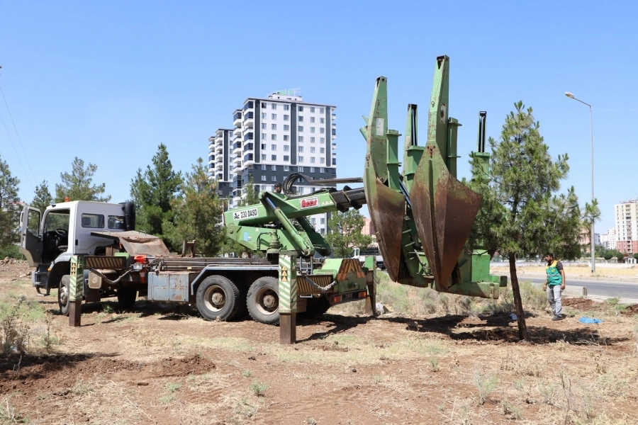 Diyarbakır'dan ağaçlara saygı duruşu