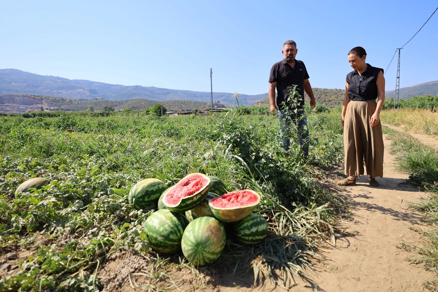 Efes Selçuk’ta karpuz tarlasında umut filizlendi! Üretici çaresiz, belediye destekte