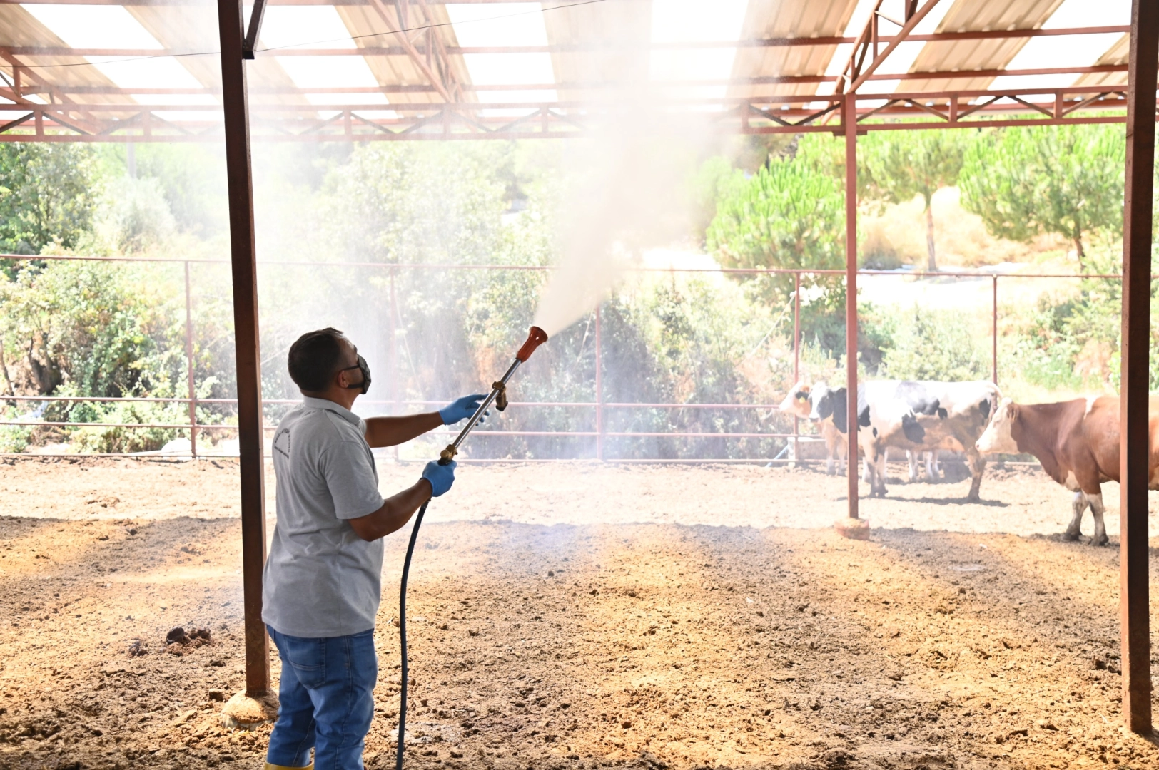 Manisa Sarıgöl’de Akabane hastalığına karşı ilaçlama