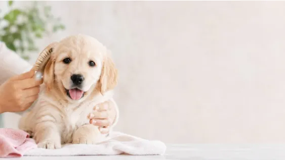 Yavru Köpek Bakımı ve Satılık İlanlar Rehberi